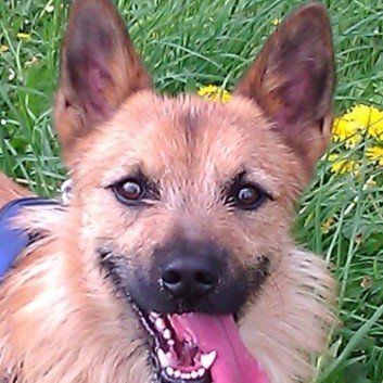 Das Bild zeigt den Hund eines unserer Kunden