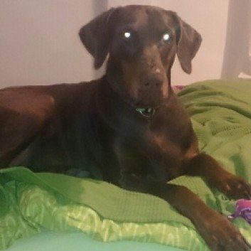 Das Bild zeigt den Hund eines unserer Kunden