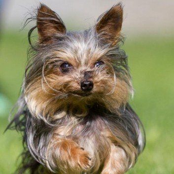 Das Bild zeigt den Hund eines unserer Kunden