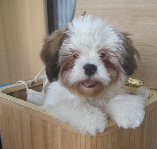 Das Bild zeigt den Hund eines unserer Kunden