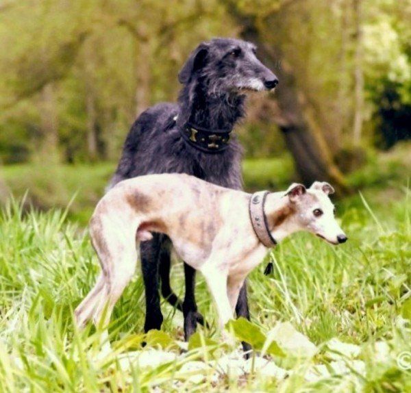 Das Bild zeigt den Hund eines unserer Kunden
