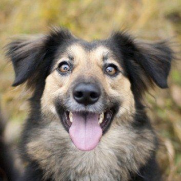 Das Bild zeigt den Hund eines unserer Kunden