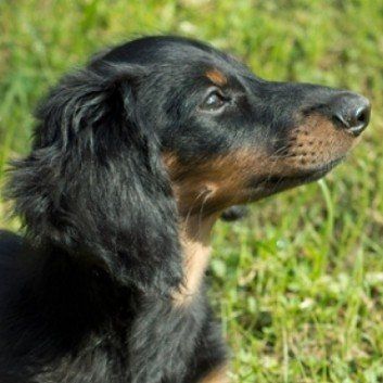 Das Bild zeigt den Hund eines unserer Kunden