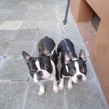 Das Bild zeigt den Hund eines unserer Kunden