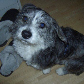 Das Bild zeigt den Hund eines unserer Kunden