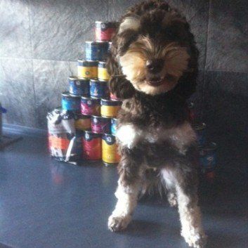 Das Bild zeigt den Hund eines unserer Kunden