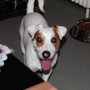 Das Bild zeigt den Hund eines unserer Kunden