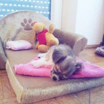 Das Bild zeigt den Hund eines unserer Kunden