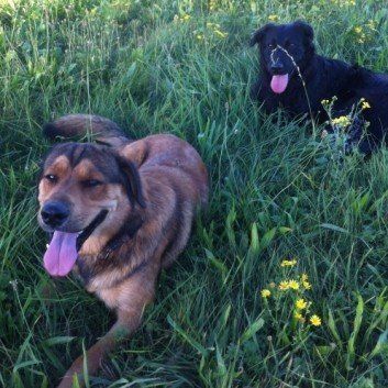 Das Bild zeigt den Hund eines unserer Kunden