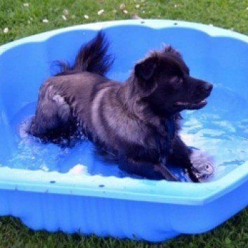 Das Bild zeigt den Hund eines unserer Kunden