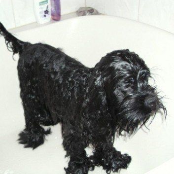 Das Bild zeigt den Hund eines unserer Kunden