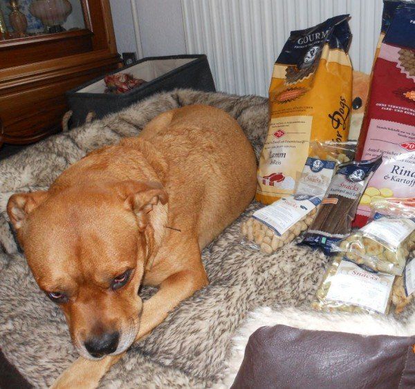 Das Bild zeigt den Hund eines unserer Kunden