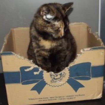 Das Bild zeigt den Hund eines unserer Kunden