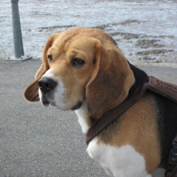 Das Bild zeigt den Hund eines unserer Kunden