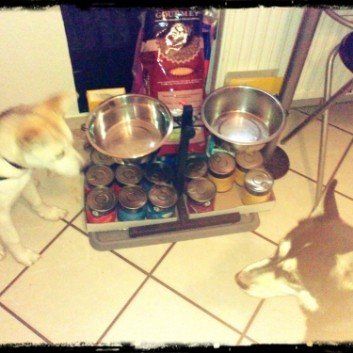 Das Bild zeigt den Hund eines unserer Kunden