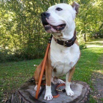 Das Bild zeigt den Hund eines unserer Kunden