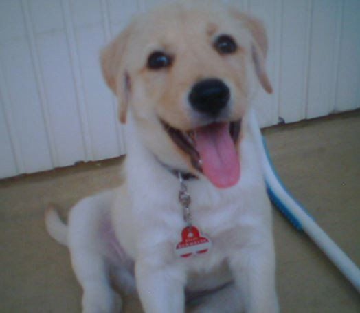 Das Bild zeigt den Hund eines unserer Kunden