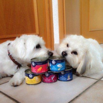 Das Bild zeigt den Hund eines unserer Kunden