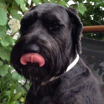 Das Bild zeigt den Hund eines unserer Kunden