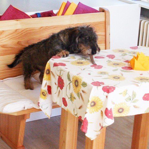 Das Bild zeigt den Hund eines unserer Kunden