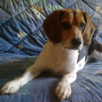 Das Bild zeigt den Hund eines unserer Kunden