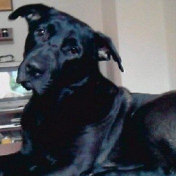 Das Bild zeigt den Hund eines unserer Kunden