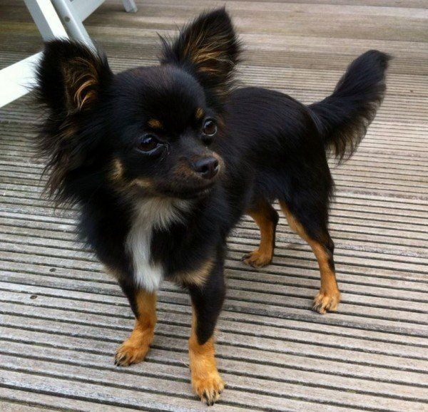 Das Bild zeigt den Hund eines unserer Kunden