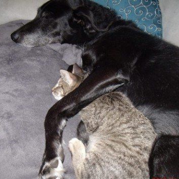 Das Bild zeigt den Hund eines unserer Kunden