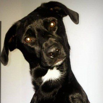 Das Bild zeigt den Hund eines unserer Kunden