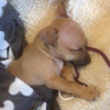 Das Bild zeigt den Hund eines unserer Kunden