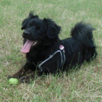 Das Bild zeigt den Hund eines unserer Kunden