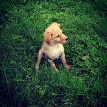 Das Bild zeigt den Hund eines unserer Kunden