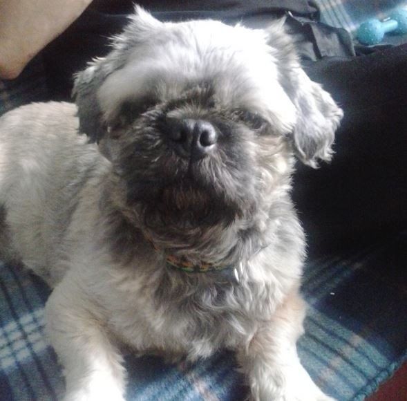 Das Bild zeigt den Hund eines unserer Kunden