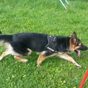 Das Bild zeigt den Hund eines unserer Kunden