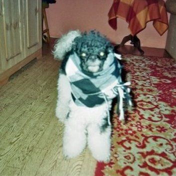 Das Bild zeigt den Hund eines unserer Kunden