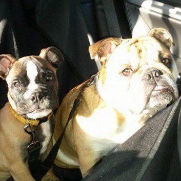 Das Bild zeigt den Hund eines unserer Kunden