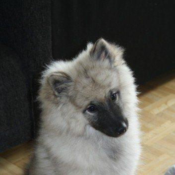 Das Bild zeigt den Hund eines unserer Kunden