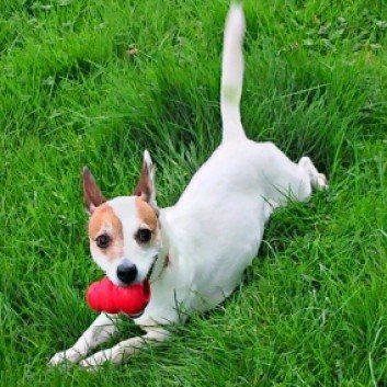 Das Bild zeigt den Hund eines unserer Kunden