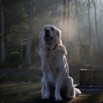 Das Bild zeigt den Hund eines unserer Kunden