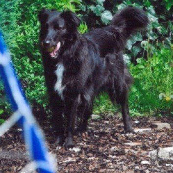 Das Bild zeigt den Hund eines unserer Kunden