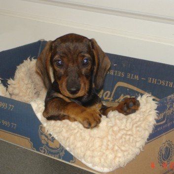 Das Bild zeigt den Hund eines unserer Kunden