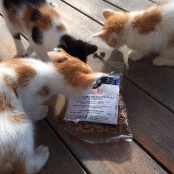 Das Bild zeigt den Hund eines unserer Kunden