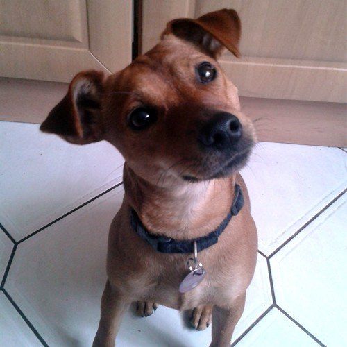 Das Bild zeigt den Hund eines unserer Kunden