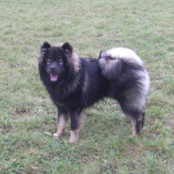 Das Bild zeigt den Hund eines unserer Kunden