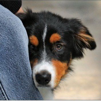 Das Bild zeigt den Hund eines unserer Kunden