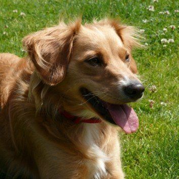 Das Bild zeigt den Hund eines unserer Kunden