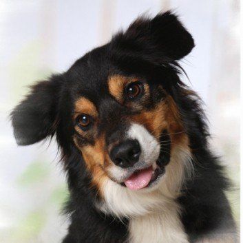 Das Bild zeigt den Hund eines unserer Kunden