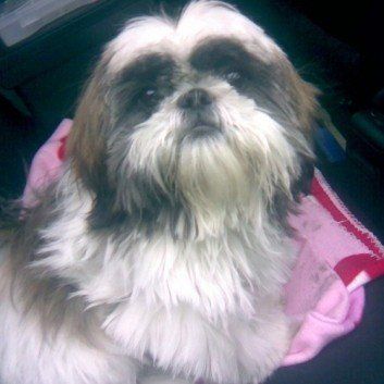 Das Bild zeigt den Hund eines unserer Kunden