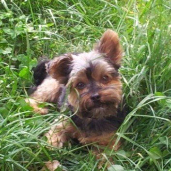 Das Bild zeigt den Hund eines unserer Kunden