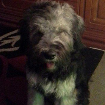 Das Bild zeigt den Hund eines unserer Kunden